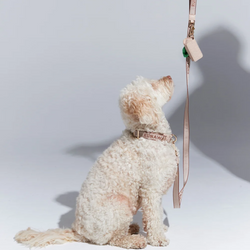 Runaway Woven Dog Leash + Bag Holder - Macadamia/Chestnut