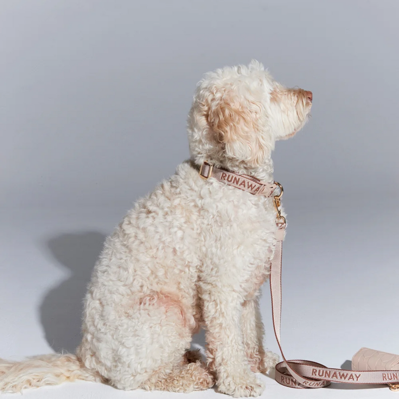 Runaway Woven Dog Leash + Bag Holder - Macadamia/Chestnut