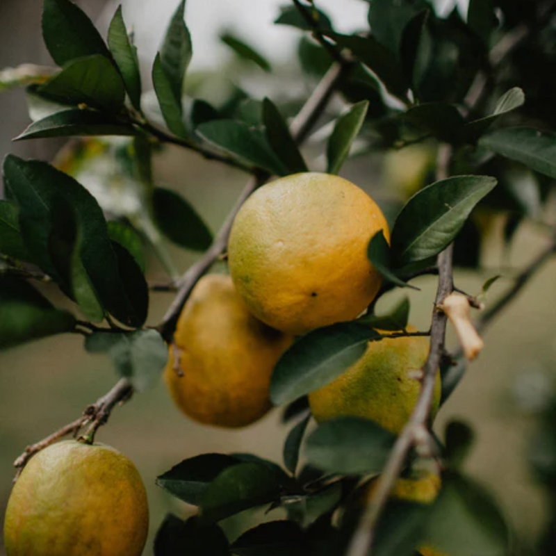 RESTORE Handwash - Blood Orange & Harakeke