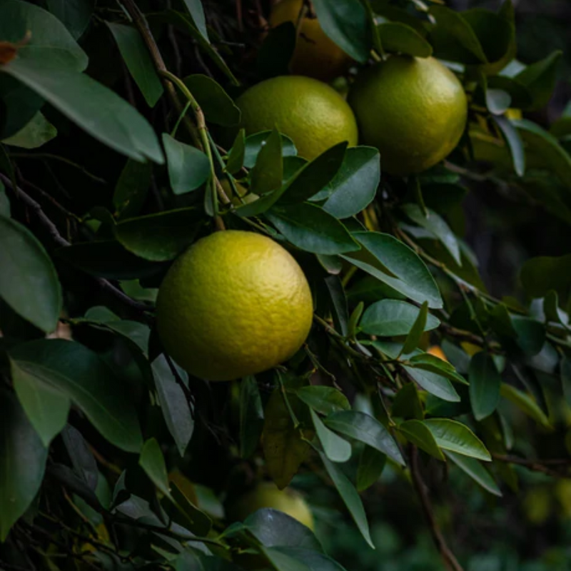 Bench Spray - Koromiko + White Grapefruit
