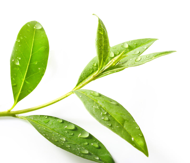 Pet Wash - Sage Leaf & Tea Tree